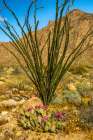USA, California, Anza Borrego Desert State Park. Blooming beavertail cactus and ocotillo plant. Art Print
